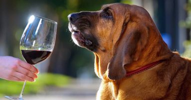Wine tasting dog