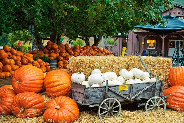 Pumpkins at Avila Valley Barn